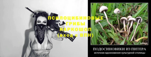 хмурый Аркадак