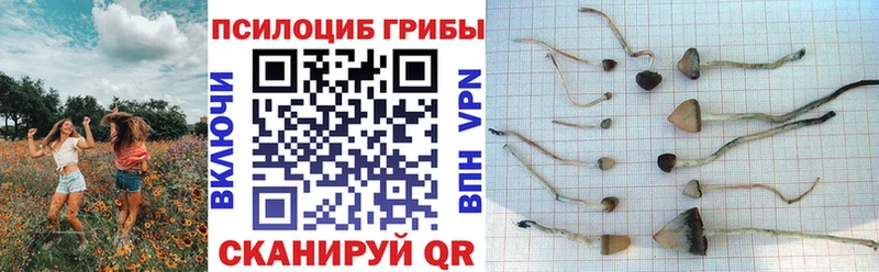 как найти наркотики  Лахденпохья  Галлюциногенные грибы Cubensis 